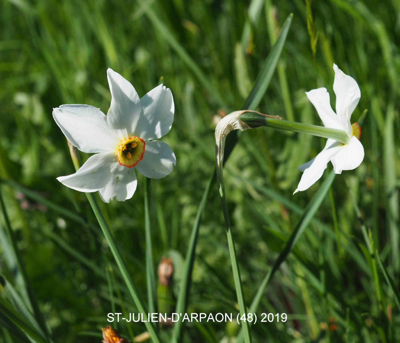 Narcissus, Pheasant's eye flower
